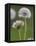 Dandelion Seedheads (Taraxacum Officinale), Cumbria, England, United Kingdom, Europe-Ann & Steve Toon-Framed Premier Image Canvas