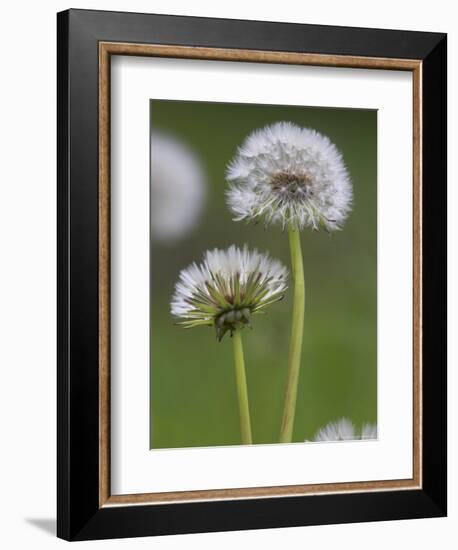 Dandelion Seedheads (Taraxacum Officinale), Cumbria, England, United Kingdom, Europe-Ann & Steve Toon-Framed Photographic Print