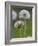 Dandelion Seedheads (Taraxacum Officinale), Cumbria, England, United Kingdom, Europe-Ann & Steve Toon-Framed Photographic Print