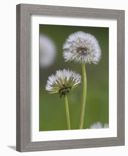 Dandelion Seedheads (Taraxacum Officinale), Cumbria, England, United Kingdom, Europe-Ann & Steve Toon-Framed Photographic Print