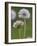 Dandelion Seedheads (Taraxacum Officinale), Cumbria, England, United Kingdom, Europe-Ann & Steve Toon-Framed Photographic Print