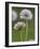 Dandelion Seedheads (Taraxacum Officinale), Cumbria, England, United Kingdom, Europe-Ann & Steve Toon-Framed Photographic Print