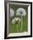 Dandelion Seedheads (Taraxacum Officinale), Cumbria, England, United Kingdom, Europe-Ann & Steve Toon-Framed Photographic Print