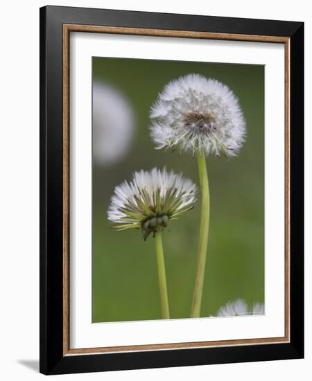 Dandelion Seedheads (Taraxacum Officinale), Cumbria, England, United Kingdom, Europe-Ann & Steve Toon-Framed Photographic Print