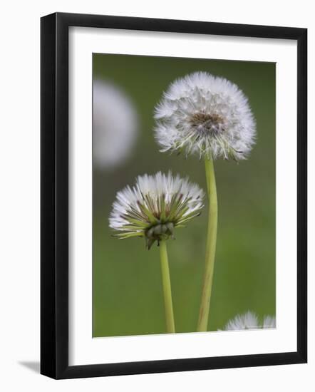 Dandelion Seedheads (Taraxacum Officinale), Cumbria, England, United Kingdom, Europe-Ann & Steve Toon-Framed Photographic Print