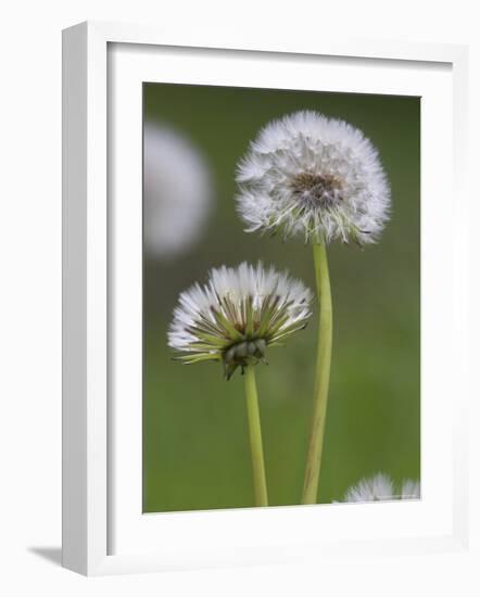 Dandelion Seedheads (Taraxacum Officinale), Cumbria, England, United Kingdom, Europe-Ann & Steve Toon-Framed Photographic Print