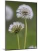 Dandelion Seedheads (Taraxacum Officinale), Cumbria, England, United Kingdom, Europe-Ann & Steve Toon-Mounted Photographic Print