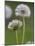 Dandelion Seedheads (Taraxacum Officinale), Cumbria, England, United Kingdom, Europe-Ann & Steve Toon-Mounted Photographic Print