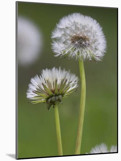 Dandelion Seedheads (Taraxacum Officinale), Cumbria, England, United Kingdom, Europe-Ann & Steve Toon-Mounted Photographic Print