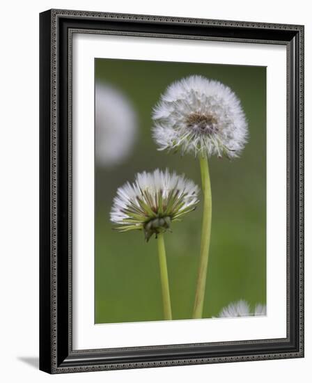 Dandelion Seedheads (Taraxacum Officinale), Cumbria, England, United Kingdom, Europe-Ann & Steve Toon-Framed Photographic Print