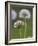 Dandelion Seedheads (Taraxacum Officinale), Cumbria, England, United Kingdom, Europe-Ann & Steve Toon-Framed Photographic Print