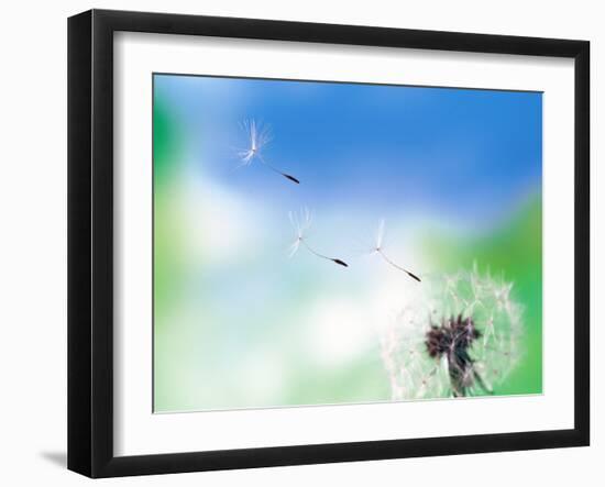 Dandelion Seeds Blowing From Dandelion Seed Head-null-Framed Photographic Print