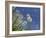 Dandelion seeds blowing in the wind, England, UK-Ernie Janes-Framed Photographic Print