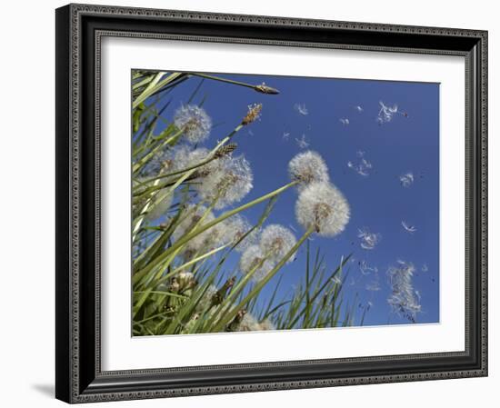 Dandelion seeds blowing in the wind, England, UK-Ernie Janes-Framed Photographic Print
