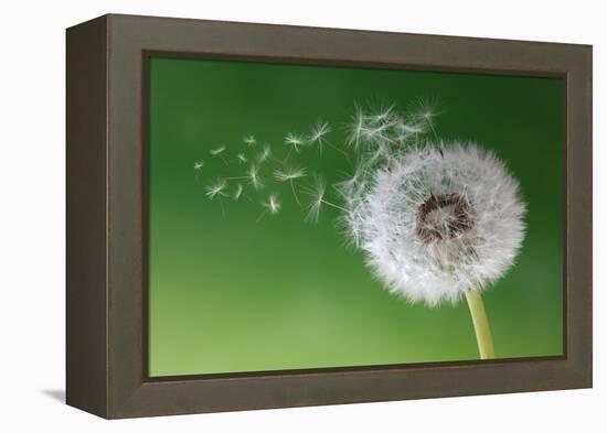 Dandelion Seeds in the Morning Mist Blowing Away across a Fresh Green Background-Flynt-Framed Premier Image Canvas