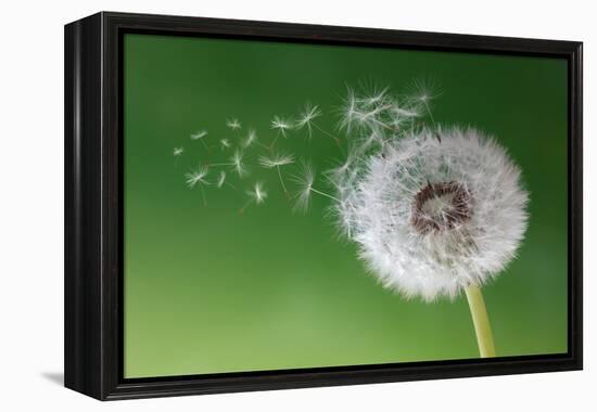 Dandelion Seeds in the Morning Mist Blowing Away across a Fresh Green Background-Flynt-Framed Premier Image Canvas