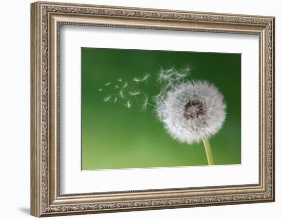 Dandelion Seeds in the Morning Mist Blowing Away across a Fresh Green Background-Flynt-Framed Photographic Print