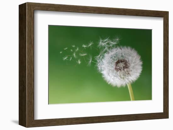 Dandelion Seeds in the Morning Mist Blowing Away across a Fresh Green Background-Flynt-Framed Photographic Print