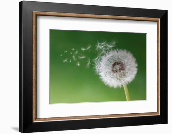 Dandelion Seeds in the Morning Mist Blowing Away across a Fresh Green Background-Flynt-Framed Photographic Print