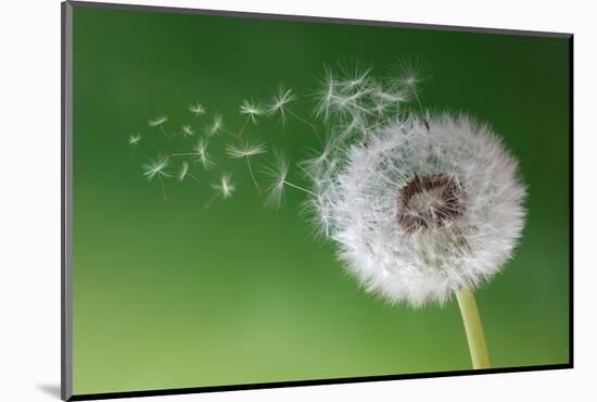 Dandelion Seeds in the Morning Mist Blowing Away across a Fresh Green Background-Flynt-Mounted Photographic Print