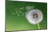 Dandelion Seeds in the Morning Mist Blowing Away across a Fresh Green Background-Flynt-Mounted Photographic Print