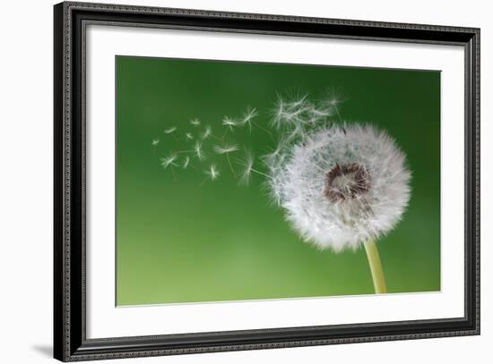 Dandelion Seeds in the Morning Mist Blowing Away across a Fresh Green Background-Flynt-Framed Photographic Print