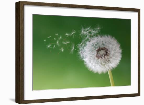 Dandelion Seeds in the Morning Mist Blowing Away across a Fresh Green Background-Flynt-Framed Photographic Print