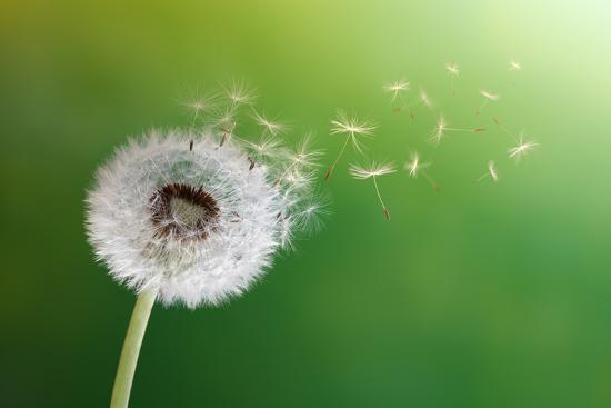 Dandelion Seeds In The Morning Sunlight Blowing Away Across A Fresh Green Background Photographic Print Flynt Art Com