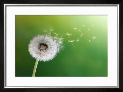 Dandelion Seeds In The Morning Sunlight Blowing Away Across A Fresh Green Background Photographic Print Flynt Art Com