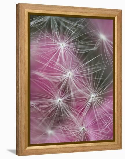 Dandelion Seeds, Pennsylvania, USA-Nancy Rotenberg-Framed Premier Image Canvas