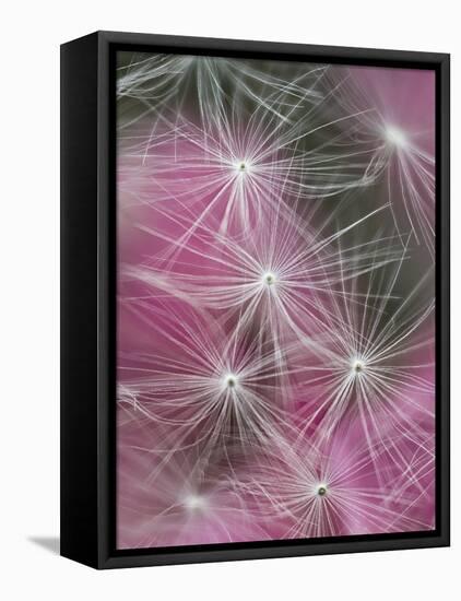 Dandelion Seeds, Pennsylvania, USA-Nancy Rotenberg-Framed Premier Image Canvas