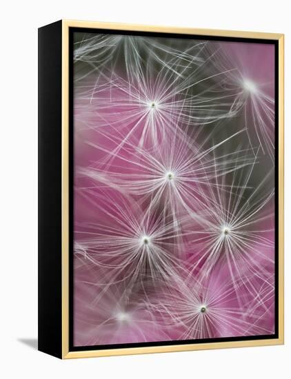 Dandelion Seeds, Pennsylvania, USA-Nancy Rotenberg-Framed Premier Image Canvas