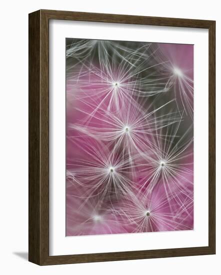 Dandelion Seeds, Pennsylvania, USA-Nancy Rotenberg-Framed Photographic Print