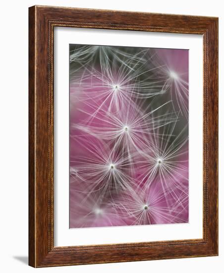 Dandelion Seeds, Pennsylvania, USA-Nancy Rotenberg-Framed Photographic Print