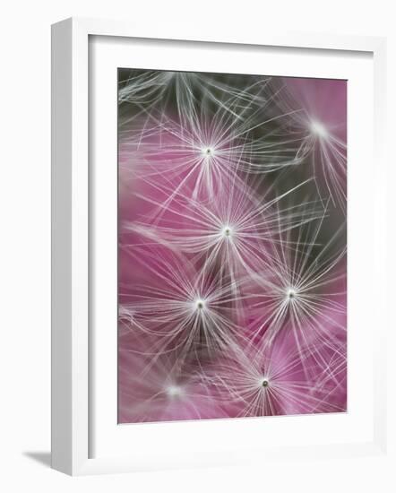 Dandelion Seeds, Pennsylvania, USA-Nancy Rotenberg-Framed Photographic Print