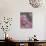 Dandelion Seeds, Pennsylvania, USA-Nancy Rotenberg-Photographic Print displayed on a wall