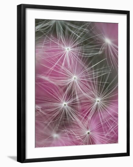 Dandelion Seeds, Pennsylvania, USA-Nancy Rotenberg-Framed Photographic Print