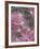 Dandelion Seeds, Pennsylvania, USA-Nancy Rotenberg-Framed Photographic Print