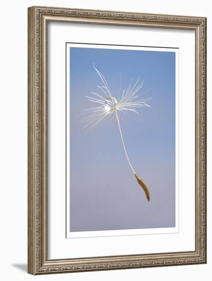 Dandelion Seeds-Donald Paulson-Framed Giclee Print