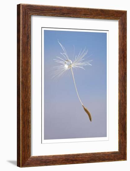 Dandelion Seeds-Donald Paulson-Framed Giclee Print