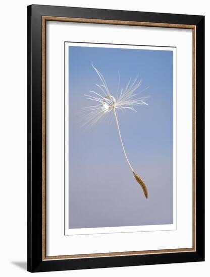 Dandelion Seeds-Donald Paulson-Framed Giclee Print