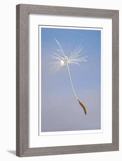 Dandelion Seeds-Donald Paulson-Framed Giclee Print