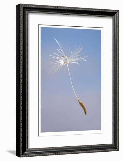 Dandelion Seeds-Donald Paulson-Framed Giclee Print