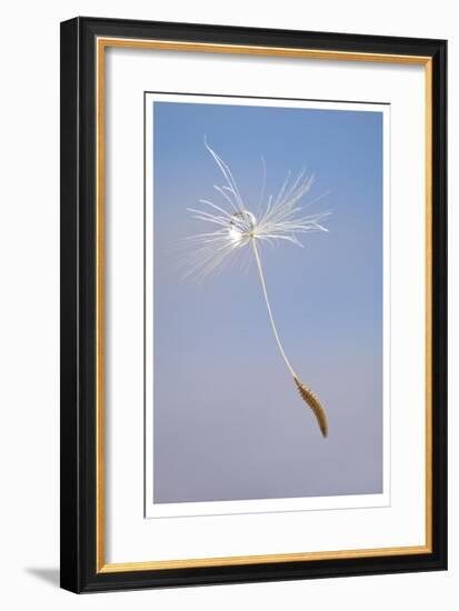 Dandelion Seeds-Donald Paulson-Framed Giclee Print