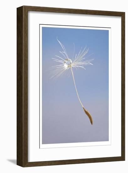 Dandelion Seeds-Donald Paulson-Framed Giclee Print