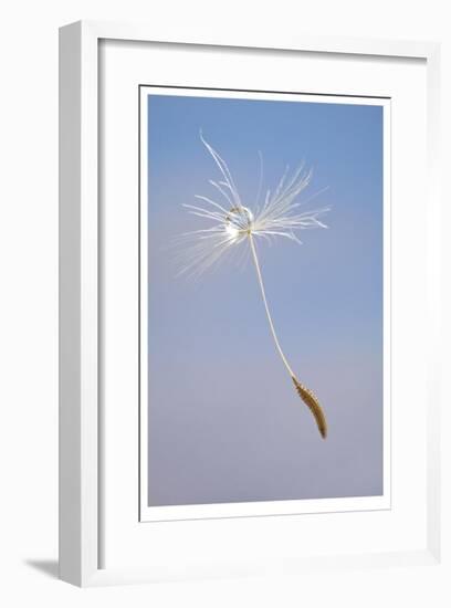 Dandelion Seeds-Donald Paulson-Framed Giclee Print