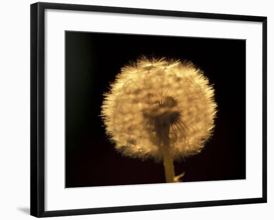 Dandelion Seeds-Adam Jones-Framed Photographic Print