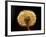 Dandelion Seeds-Adam Jones-Framed Photographic Print