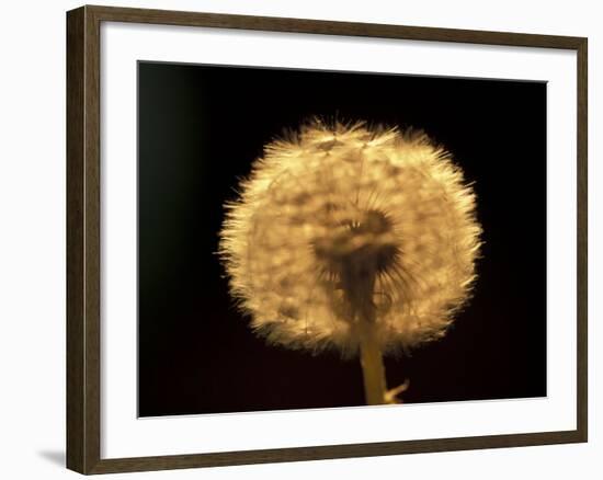 Dandelion Seeds-Adam Jones-Framed Photographic Print