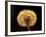 Dandelion Seeds-Adam Jones-Framed Photographic Print